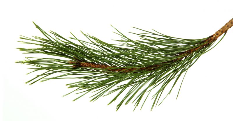 Pine Needles Removal