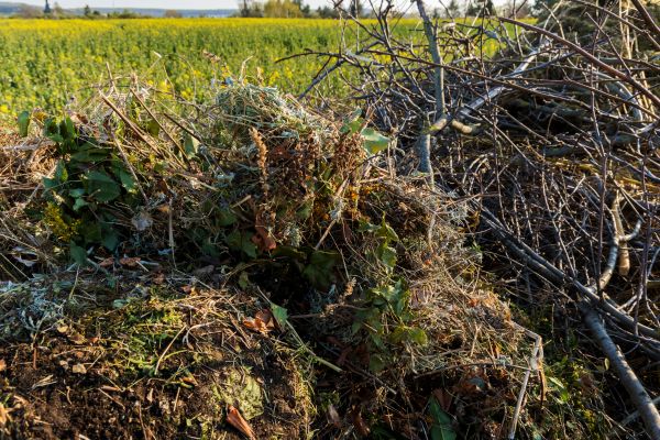 Brush Disposal in Irvine
