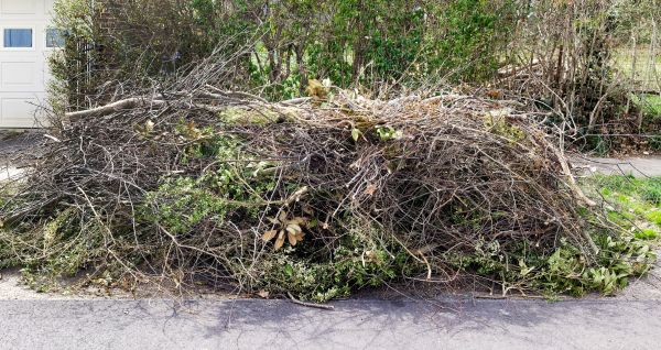 Tree Limb Cleanup in Irvine
