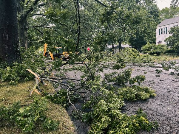 Tree Branch Disposal in Irvine