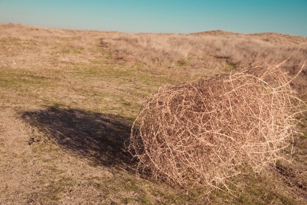 Tumbleweed Removal in Irvine