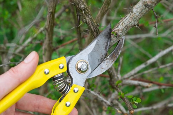 Limbs Removal in Irvine