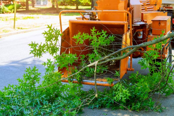 Tree Branches Removal in Irvine