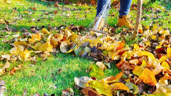 Lawn Cleanup Service in Irvine