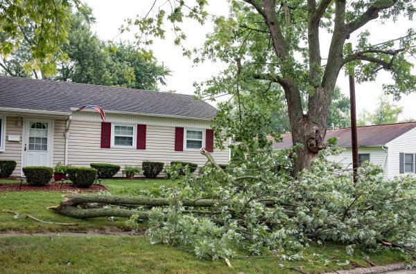 Fallen Branch Removal in Irvine