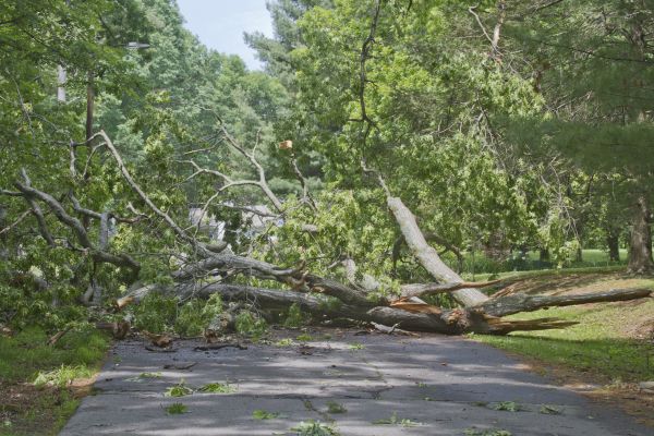 Tree Debris Removal in Irvine